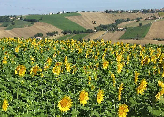 Il Giardino Degli Ulivi